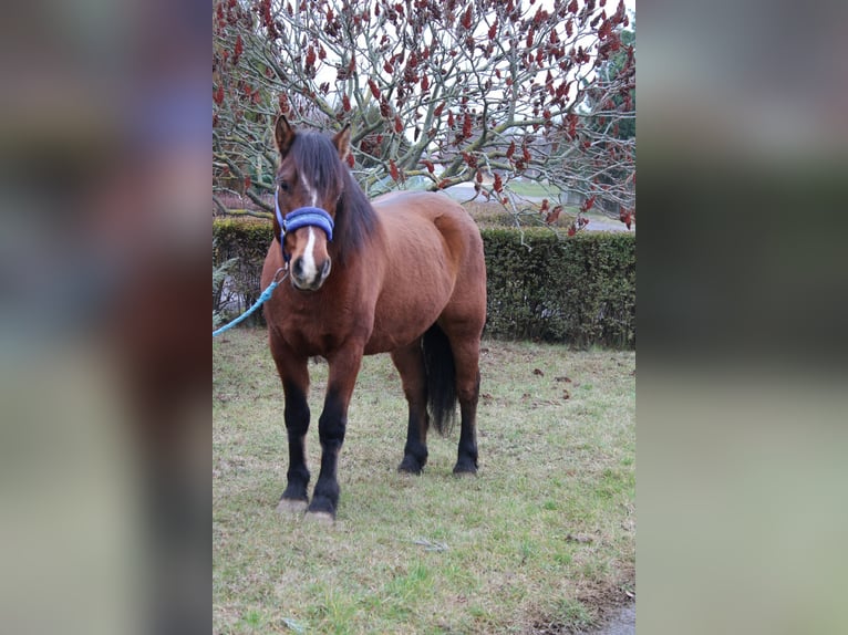 Plus de poneys/petits chevaux Hongre 9 Ans 142 cm Bai in Békés