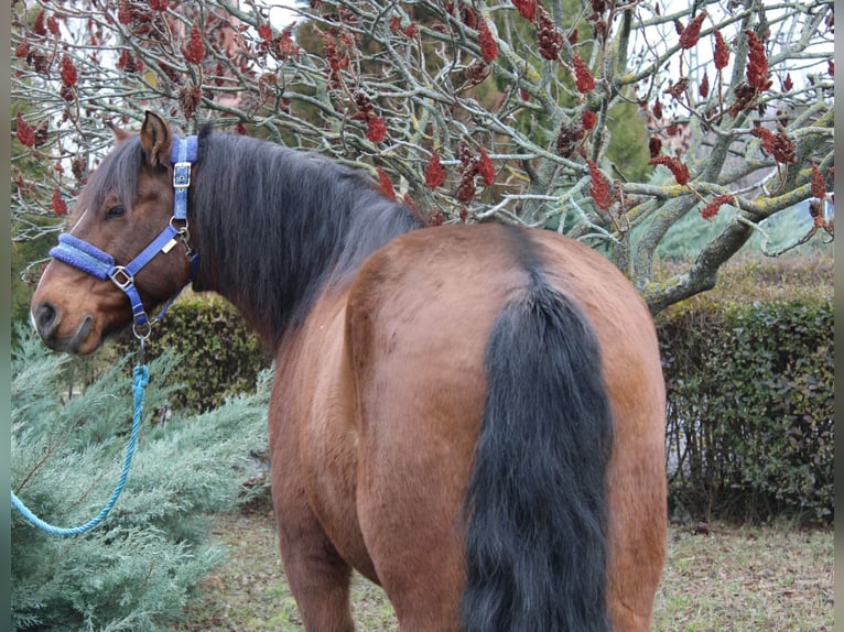 Plus de poneys/petits chevaux Hongre 9 Ans 142 cm Bai in Békés