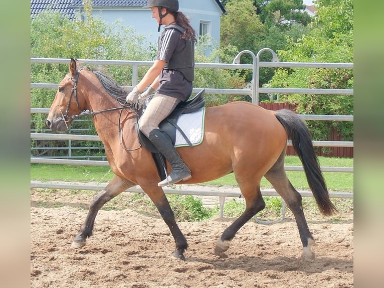 Plus de poneys/petits chevaux Hongre 9 Ans 144 cm Bai clair in Buttstädt