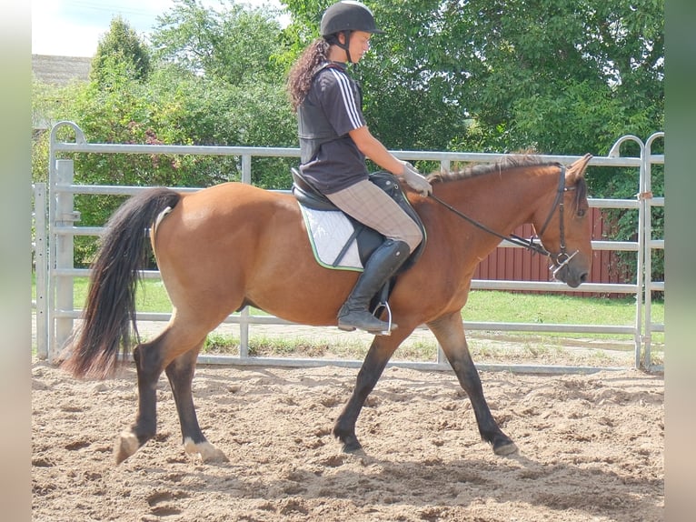 Plus de poneys/petits chevaux Hongre 9 Ans 144 cm Bai clair in Buttstädt