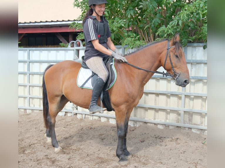 Plus de poneys/petits chevaux Hongre 9 Ans 144 cm Bai clair in Buttstädt