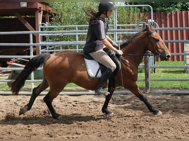 Plus de poneys/petits chevaux Hongre 9 Ans 144 cm Bai clair in Buttstädt