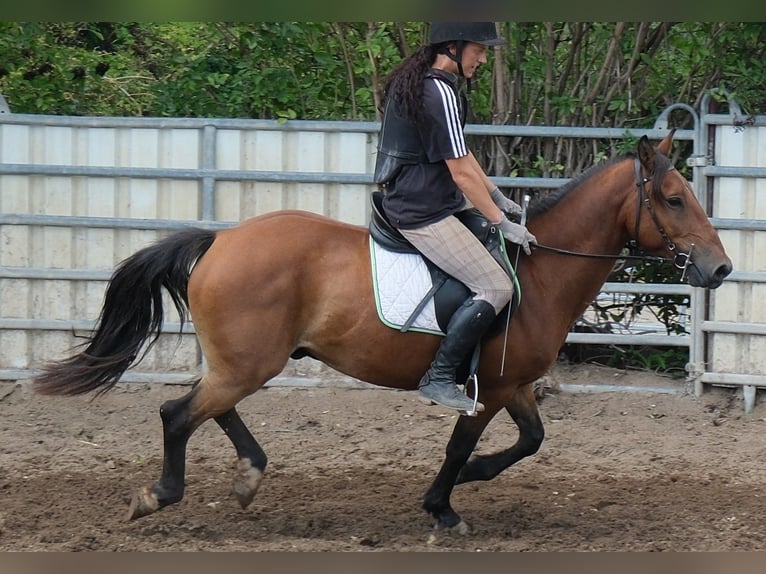 Plus de poneys/petits chevaux Hongre 9 Ans 144 cm Bai clair in Buttstädt