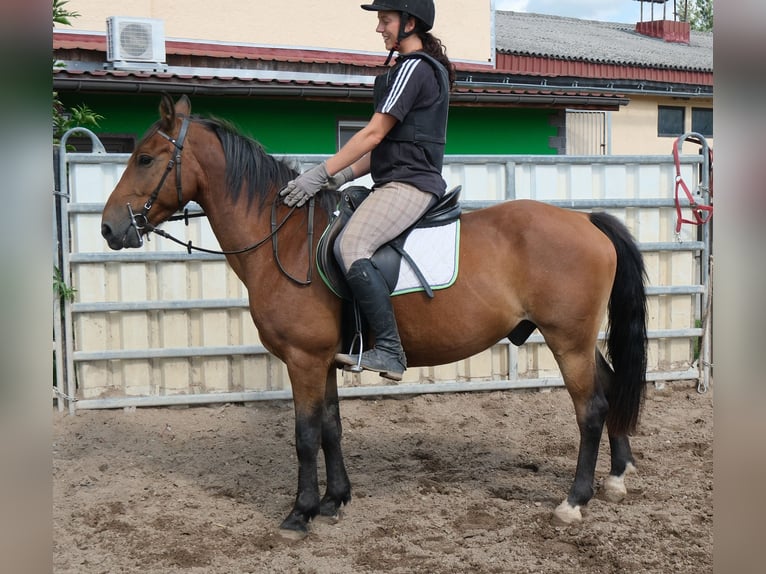 Plus de poneys/petits chevaux Hongre 9 Ans 144 cm Bai clair in Buttstädt