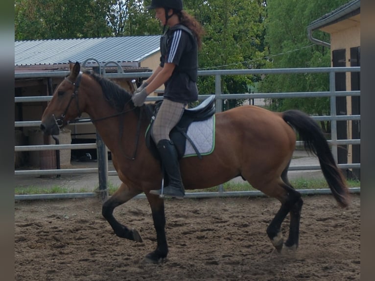 Plus de poneys/petits chevaux Hongre 9 Ans 144 cm Bai clair in Buttstädt