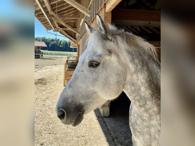 Plus de poneys/petits chevaux Croisé Hongre 9 Ans 144 cm Gris in Kloster Schäftlarn