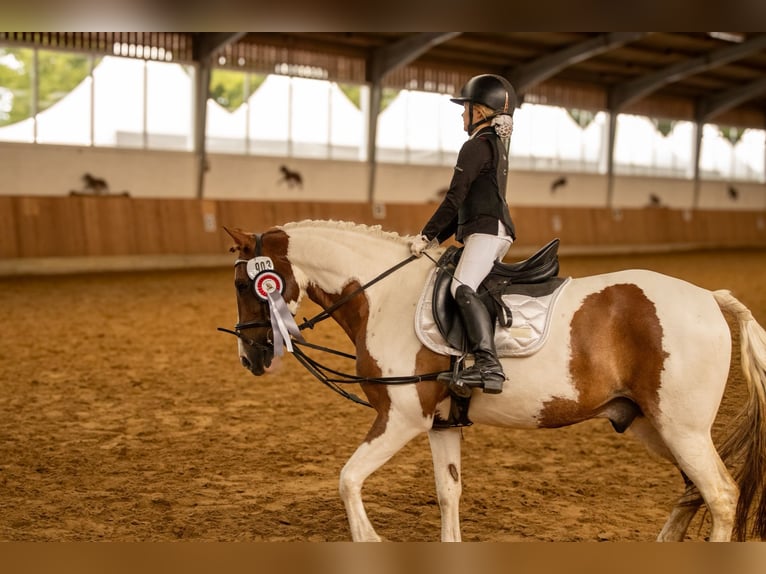 Plus de poneys/petits chevaux Hongre 9 Ans 145 cm Pinto in Werne