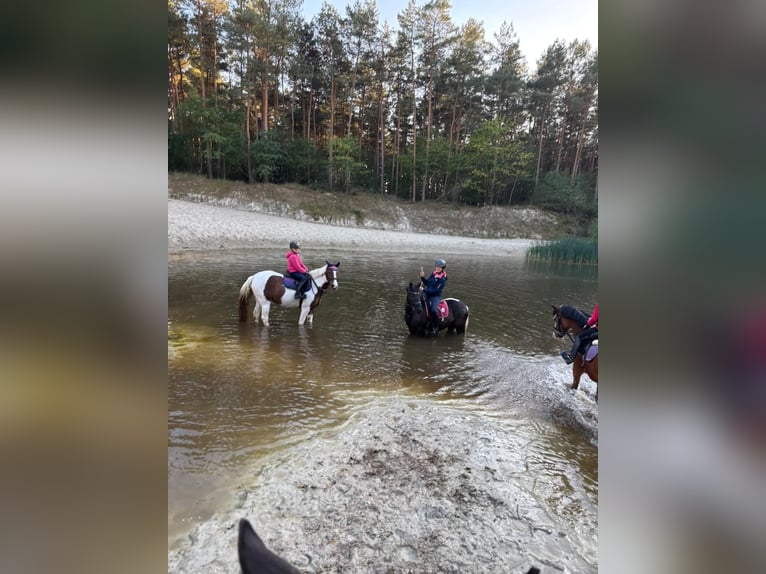 Plus de poneys/petits chevaux Hongre 9 Ans 145 cm Pinto in Werne