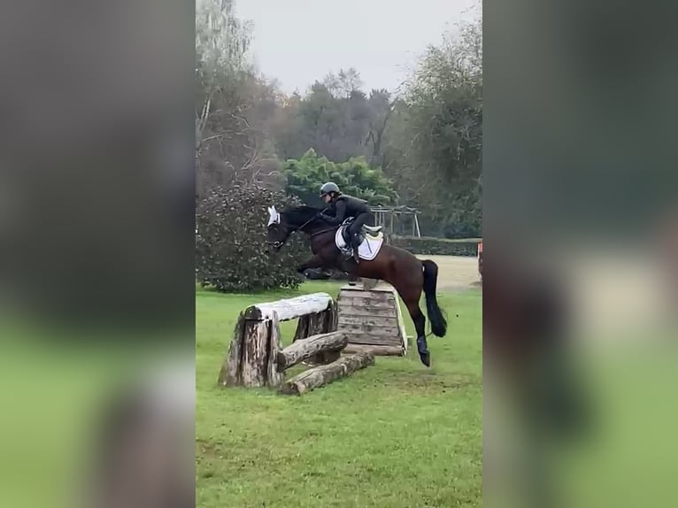 Plus de poneys/petits chevaux Hongre 9 Ans 146 cm Bai brun in Besana Brianza