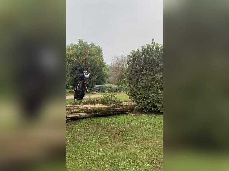 Plus de poneys/petits chevaux Hongre 9 Ans 146 cm Bai brun in Besana Brianza