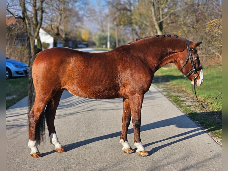 Plus de poneys/petits chevaux Hongre 9 Ans 146 cm Bai in Vollrathsruhe