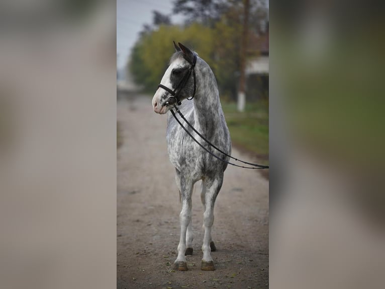 Plus de poneys/petits chevaux Croisé Hongre 9 Ans 147 cm Pinto in Wiener Neustadt