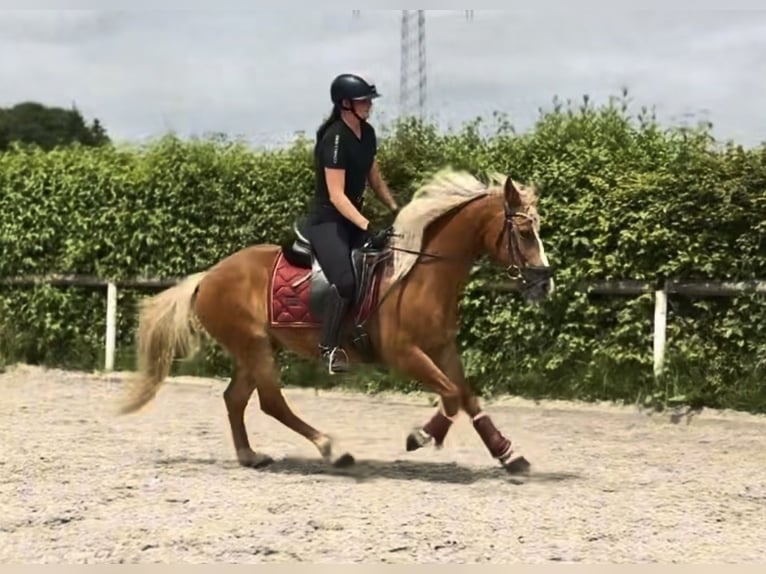 Plus de poneys/petits chevaux Hongre 9 Ans 148 cm Alezan in Neustadt (Wied)