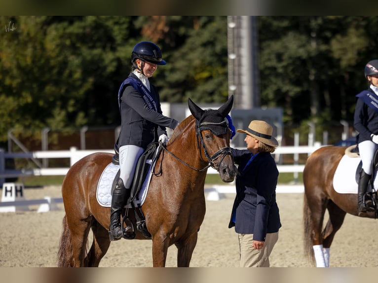 Plus de poneys/petits chevaux Hongre 9 Ans 148 cm Alezan in Kościno 1C