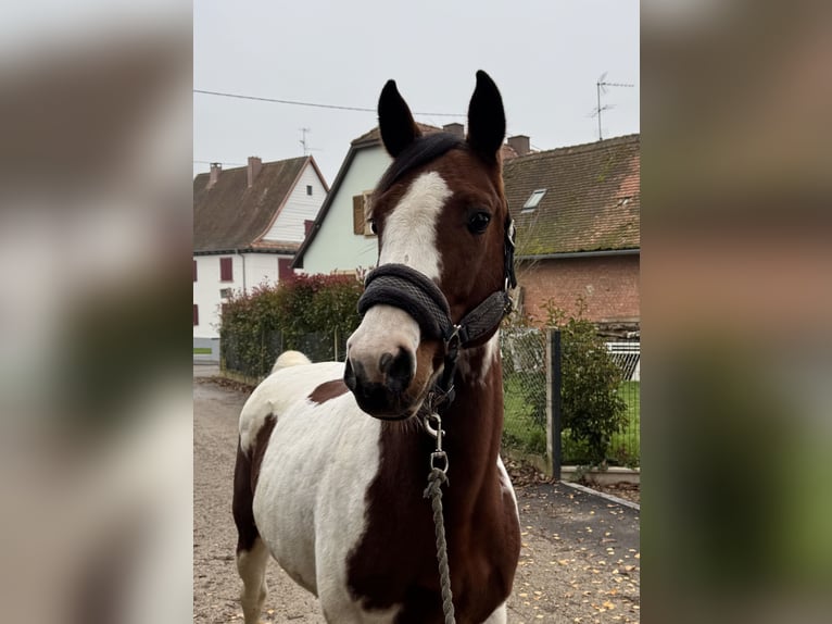 Plus de poneys/petits chevaux Hongre 9 Ans 149 cm Pinto in Rittershoffen