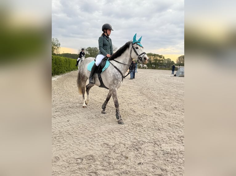 Plus de poneys/petits chevaux Hongre 9 Ans 152 cm Gris in Puurs