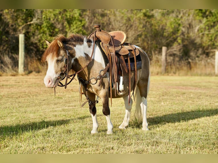 Plus de poneys/petits chevaux Hongre 9 Ans 84 cm Pinto in Corsica
