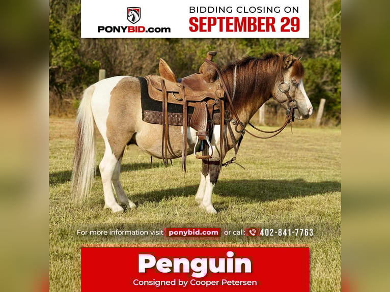 Plus de poneys/petits chevaux Hongre 9 Ans 84 cm Pinto in Corsica