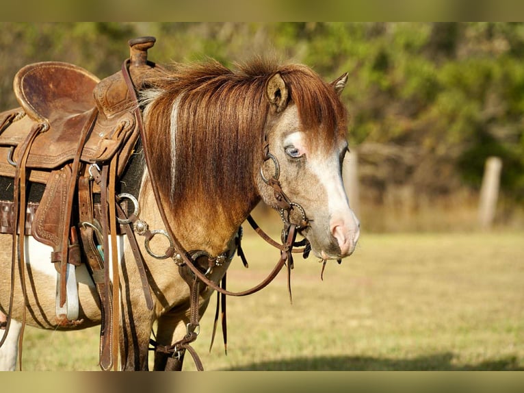 Plus de poneys/petits chevaux Hongre 9 Ans 84 cm Pinto in Corsica