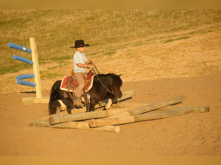 Plus de poneys/petits chevaux Hongre 9 Ans 86 cm Pinto in Fresno