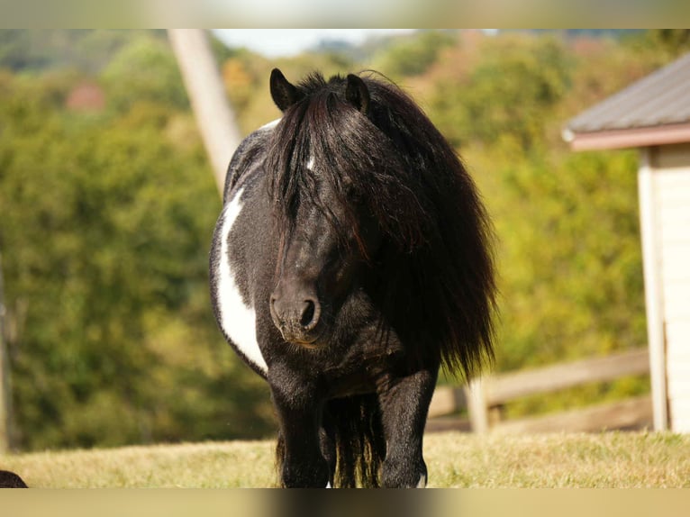 Plus de poneys/petits chevaux Hongre 9 Ans 86 cm Pinto in Fresno