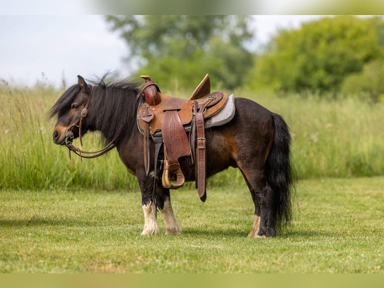 Plus de poneys/petits chevaux Hongre 9 Ans 89 cm Bai cerise in Ewing