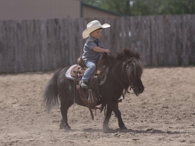 Plus de poneys/petits chevaux Hongre 9 Ans 91 cm Noir in Nevis