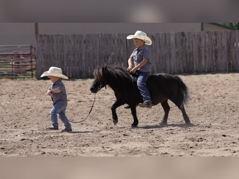 Plus de poneys/petits chevaux Hongre 9 Ans 91 cm Noir in Nevis