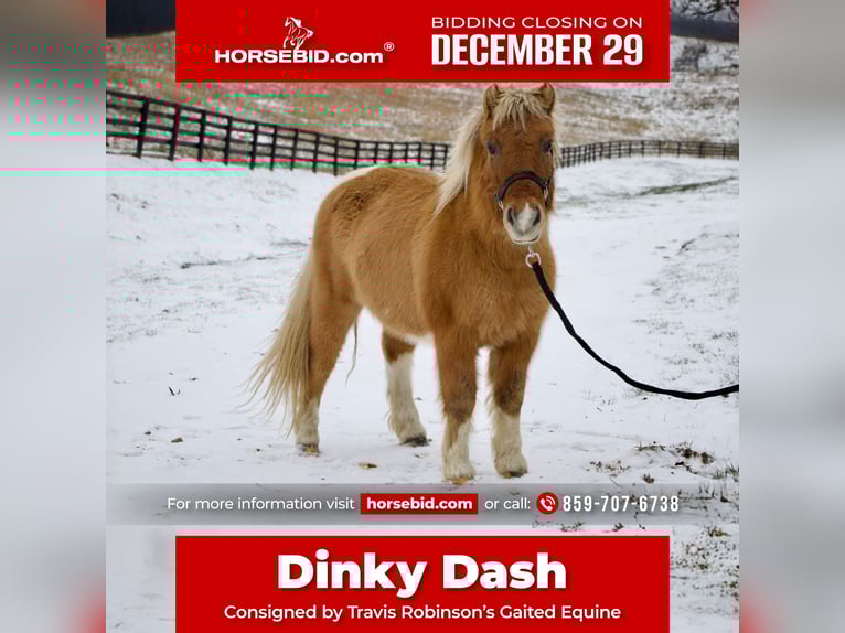 Plus de poneys/petits chevaux Hongre 9 Ans 99 cm Bai in Paris