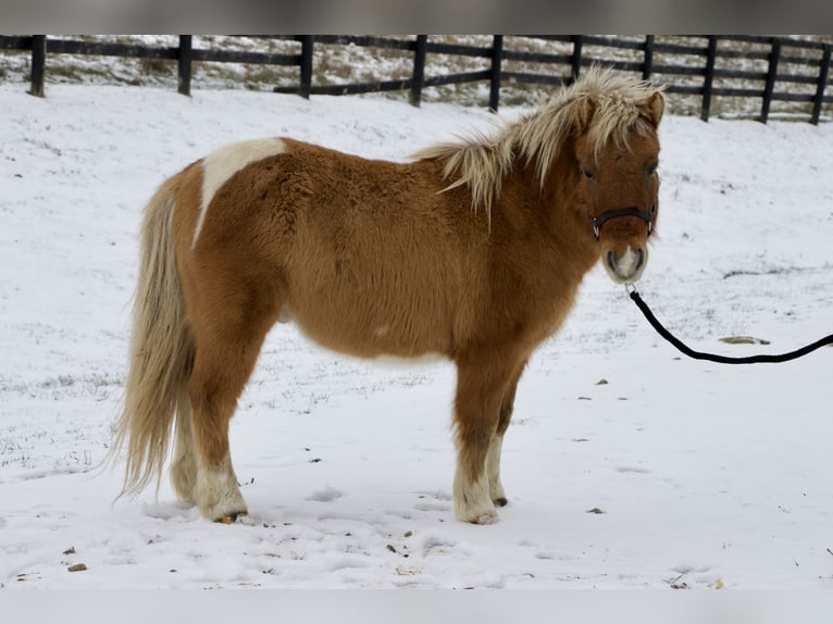 Plus de poneys/petits chevaux Hongre 9 Ans 99 cm Bai in Paris