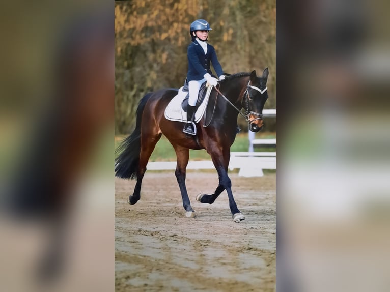 Plus de poneys/petits chevaux Hongre 9 Ans Bai brun in Besana Brianza