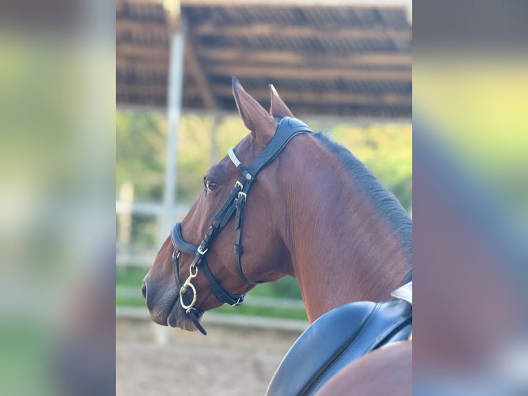 Plus de poneys/petits chevaux Croisé Hongre 9 Ans Bai in Viernheim