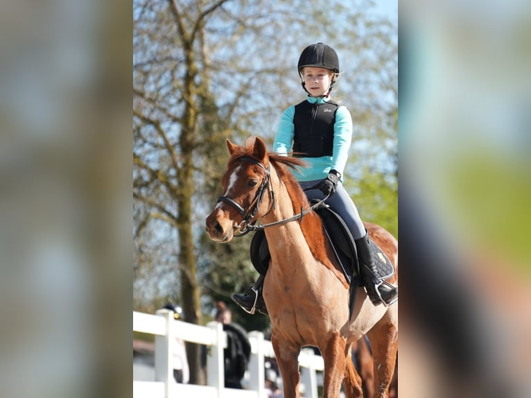 Plus de poneys/petits chevaux Inconnu 12 Ans 128 cm Alezan in Wächtersbach