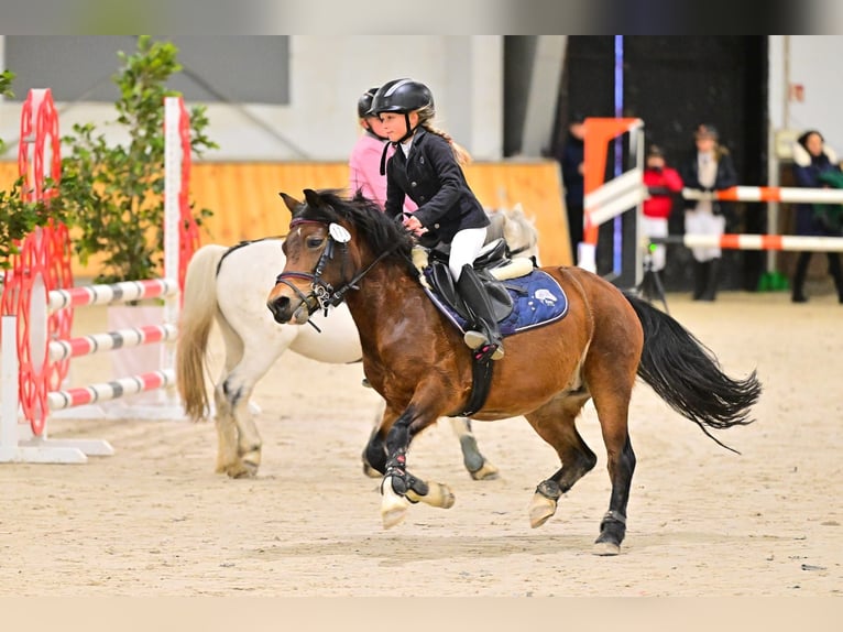 Plus de poneys/petits chevaux Jument 10 Ans 120 cm Bai in Olsztyn