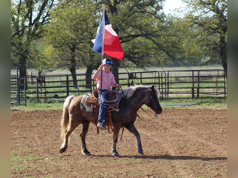 Plus de poneys/petits chevaux Jument 10 Ans 124 cm Gris pommelé in Stephenville