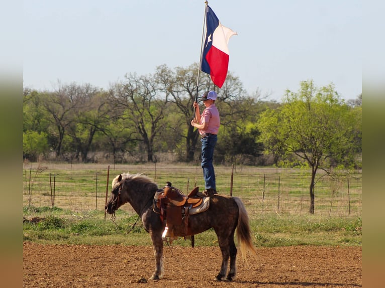 Plus de poneys/petits chevaux Jument 10 Ans 124 cm Gris pommelé in Stephenville