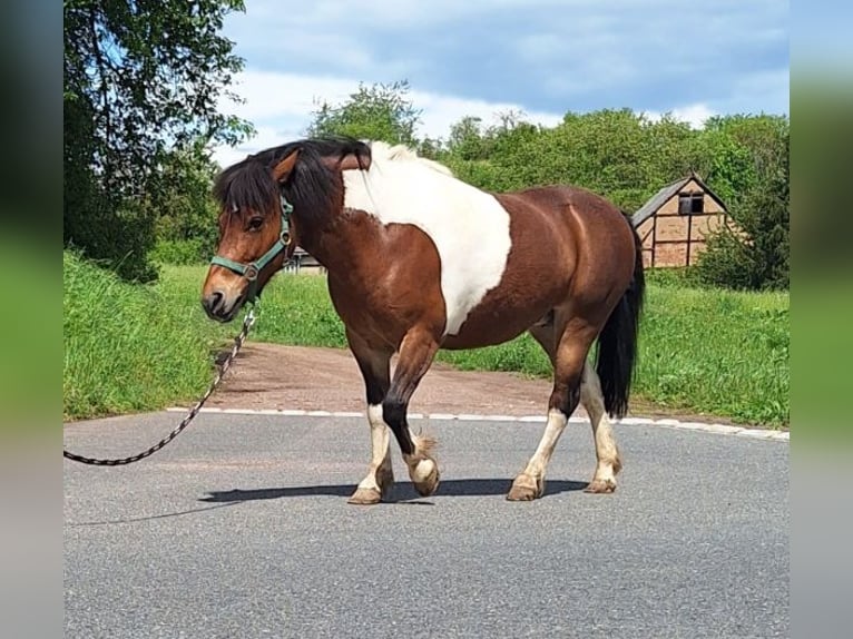 Plus de poneys/petits chevaux Jument 10 Ans 128 cm Pinto in Ketzerbachtal