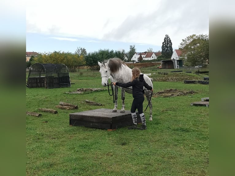 Plus de poneys/petits chevaux Croisé Jument 10 Ans 140 cm Gris in Silz