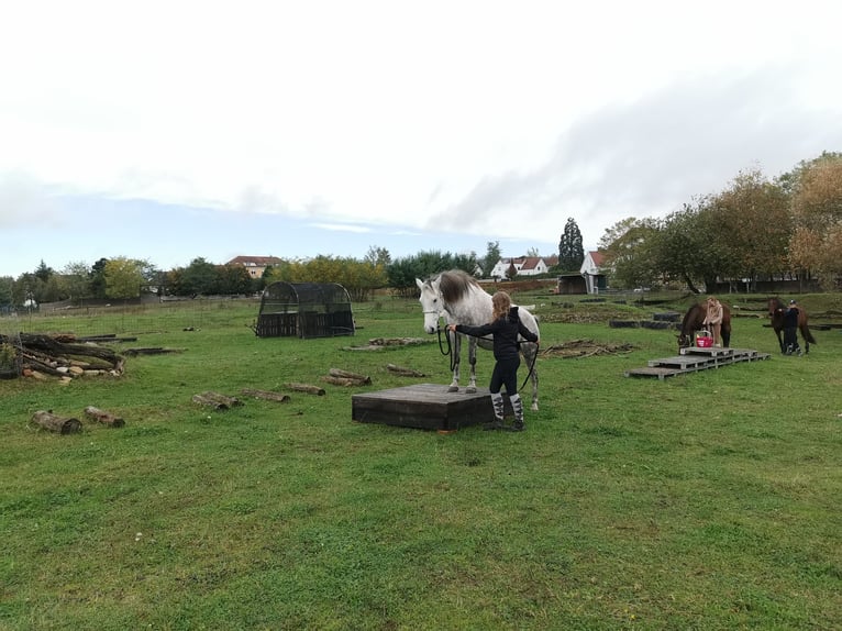 Plus de poneys/petits chevaux Croisé Jument 10 Ans 140 cm Gris in Silz