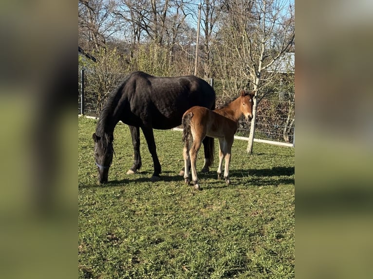 Plus de poneys/petits chevaux Jument 10 Ans 144 cm Noir in Daleiden