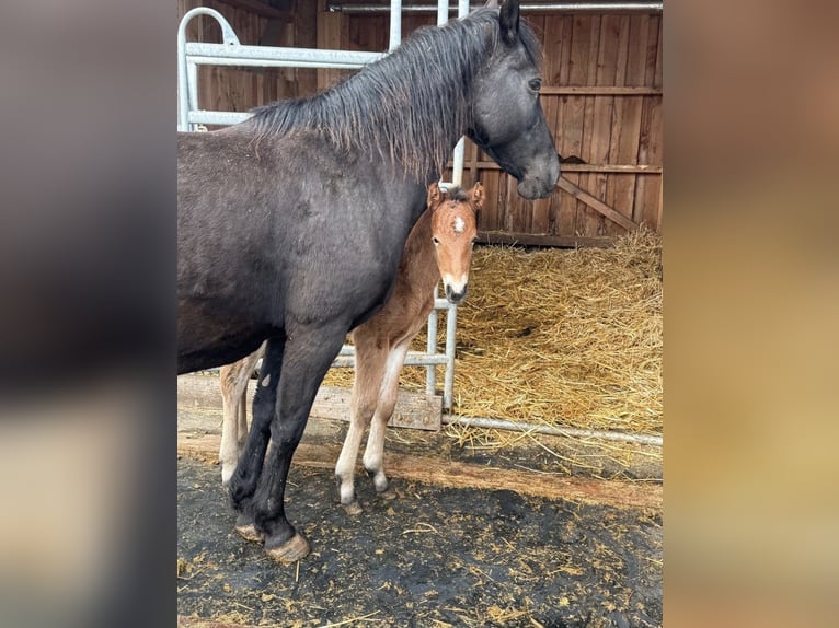 Plus de poneys/petits chevaux Jument 10 Ans 144 cm Noir in Daleiden