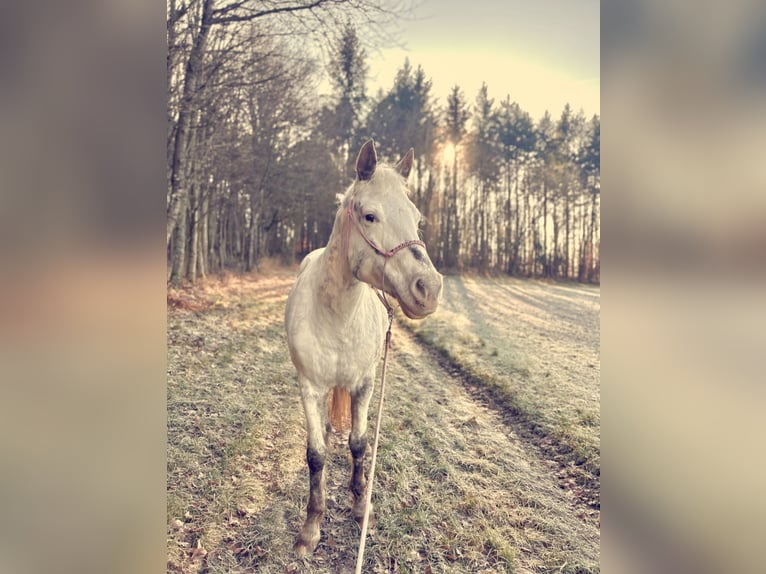 Plus de poneys/petits chevaux Jument 10 Ans 148 cm Rouan Rouge in Zellingen