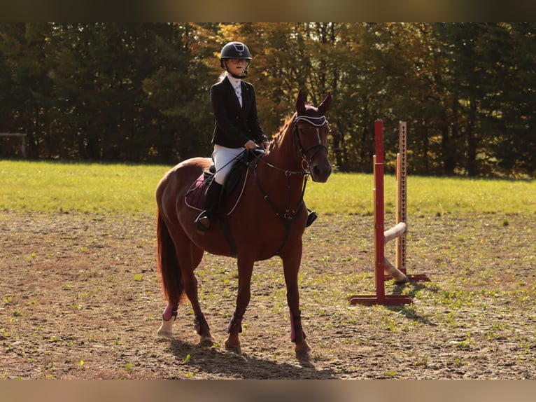 Plus de poneys/petits chevaux Croisé Jument 10 Ans 155 cm Alezan in Jeziorany