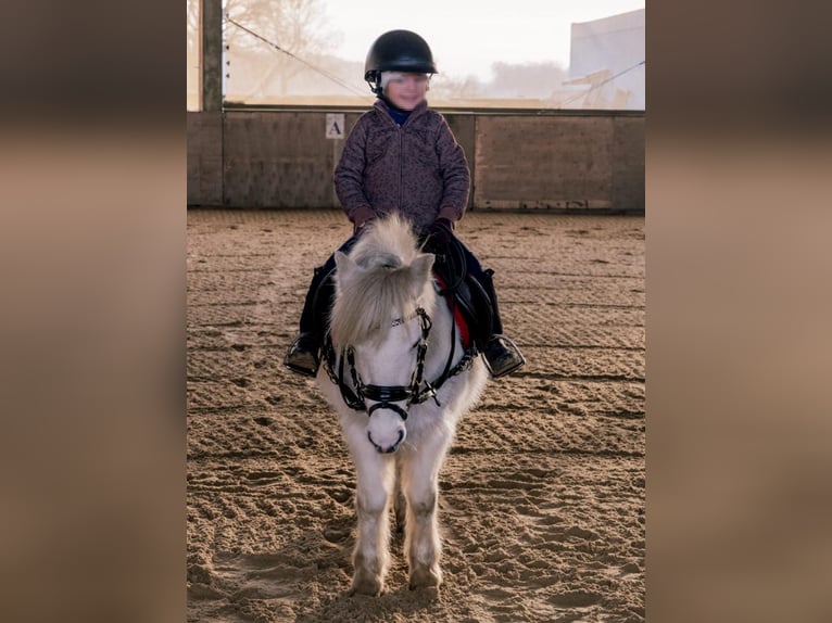 Plus de poneys/petits chevaux Jument 11 Ans 117 cm Gris in Plattenburg