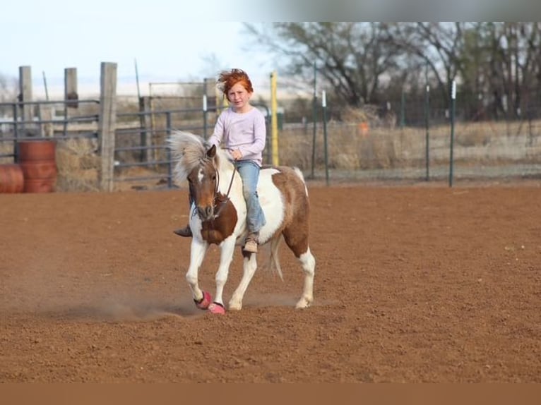 Plus de poneys/petits chevaux Jument 11 Ans 117 cm Pinto in Edgewood