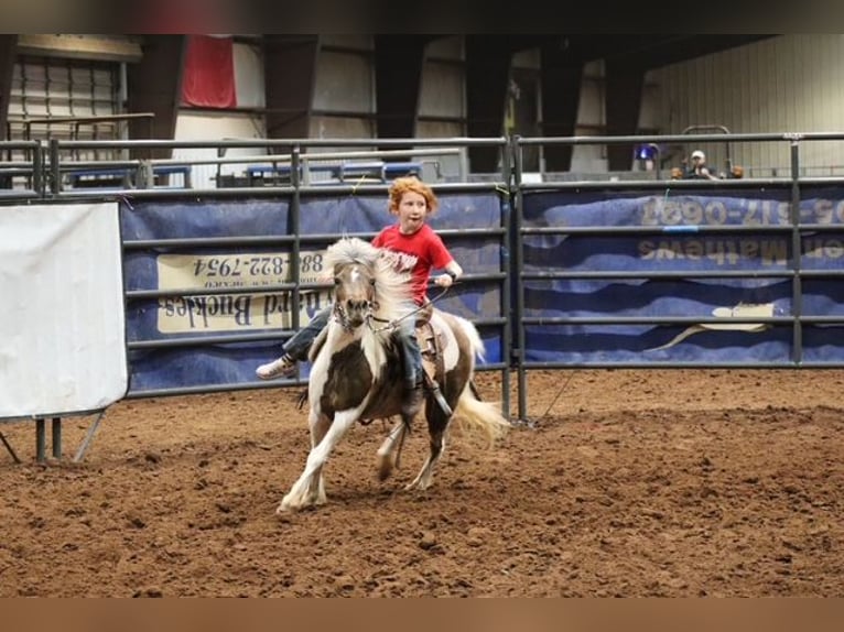 Plus de poneys/petits chevaux Jument 11 Ans 117 cm Pinto in Edgewood