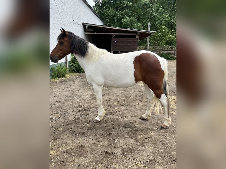 Plus de poneys/petits chevaux Croisé Jument 11 Ans 125 cm Pinto in Kretz