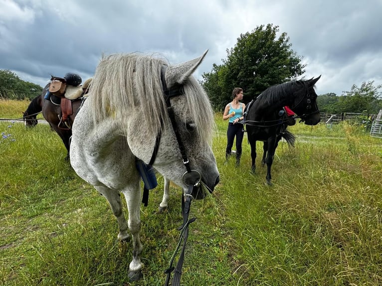 Plus de poneys/petits chevaux Croisé Jument 11 Ans 134 cm Gris moucheté in Wiesenburg
