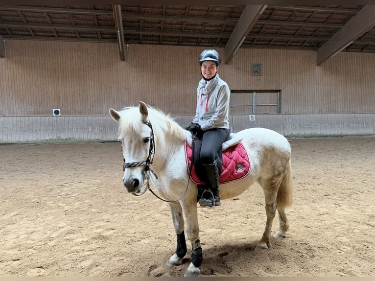 Plus de poneys/petits chevaux Jument 11 Ans 140 cm Gris in Neuendettelsau