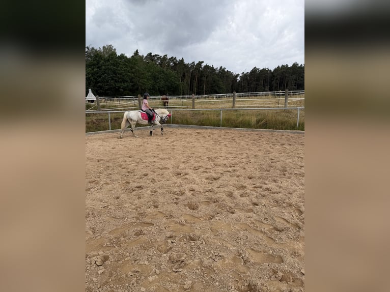 Plus de poneys/petits chevaux Jument 11 Ans 140 cm Gris in Neuendettelsau
